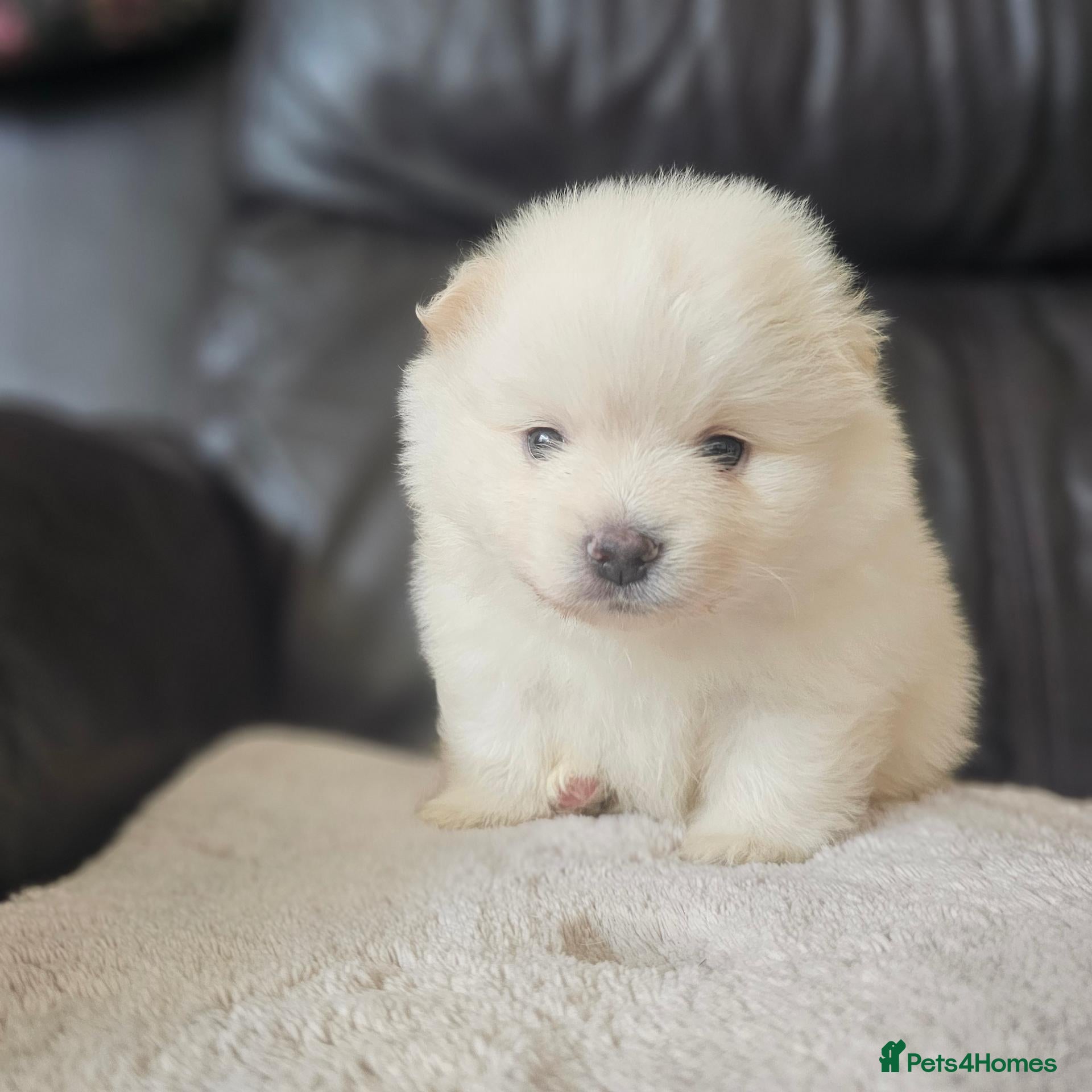 Pomeranian dogs Beautifull litter of full pomeranians - Advert 18