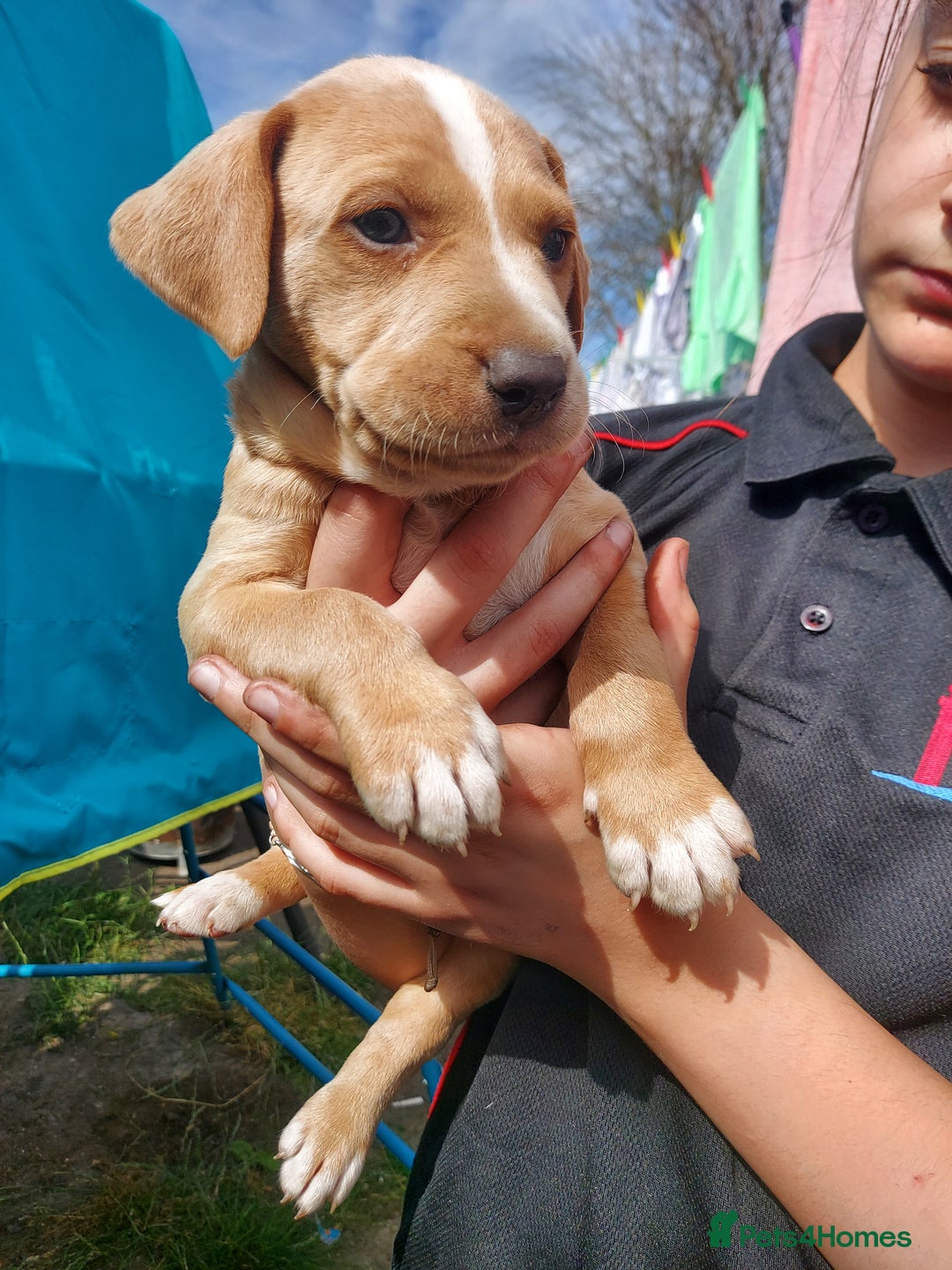 Mixed Breed dogs for sale: Mixed labrador  - Image 25