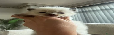 Ragdoll 1