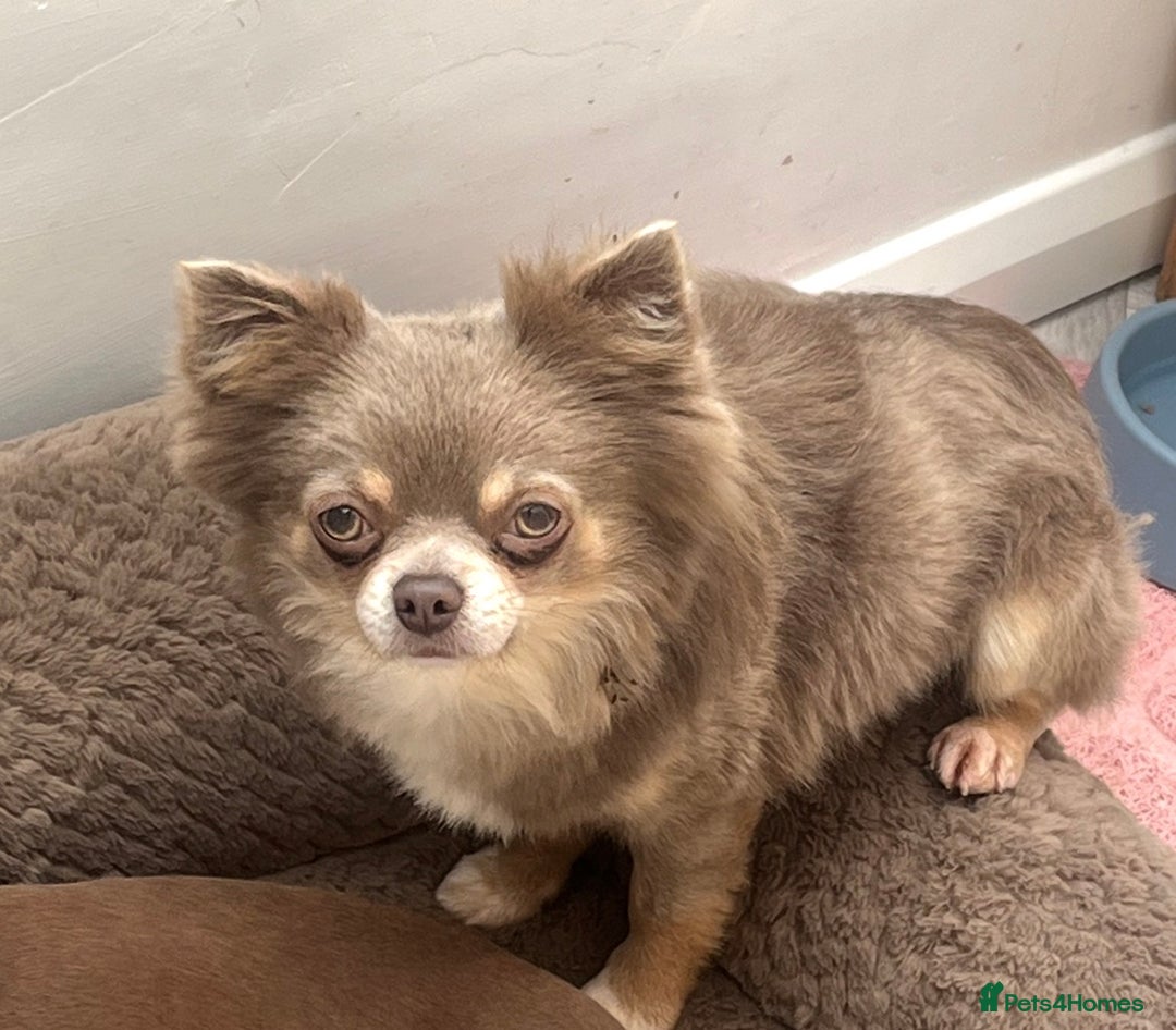 Chihuahua dogs for stud: Arlo - chihuahua long hair stud  - Image 1