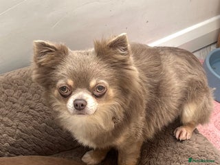 Chihuahua dogs for stud - Advert 1