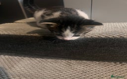 Mixed Breed cats for sale: 5 beautiful kittens  - Image 4