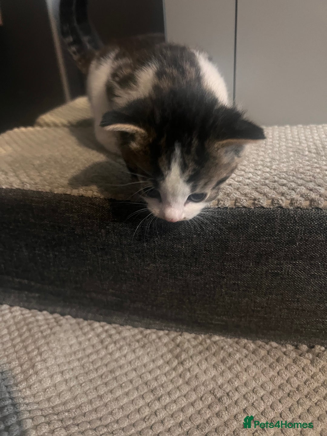 Mixed Breed cats for sale: 5 beautiful kittens  - Image 4