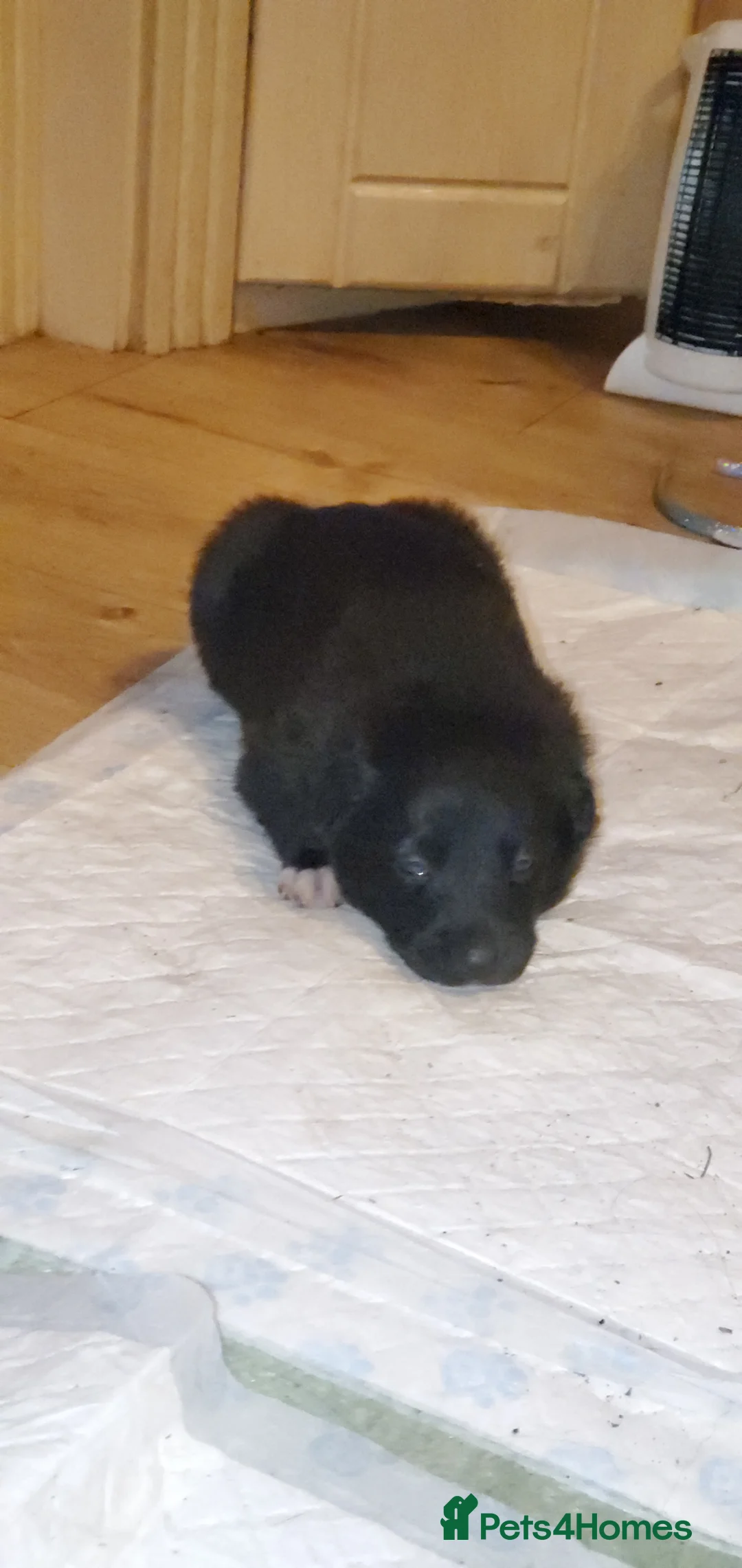 Mixed Breed dogs for sale: 2 male puppies for sale.  - Advert 10