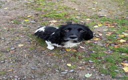 Springador dogs for sale: Lab/spaniel pups  - Image 2