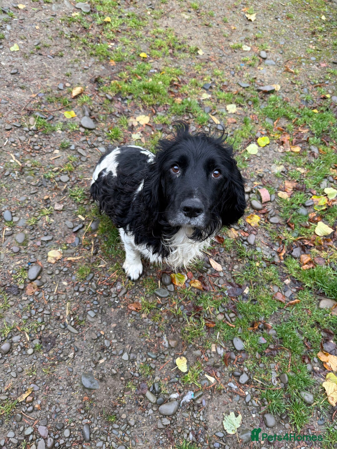 Springador dogs for sale: Lab/spaniel pups  - Image 2