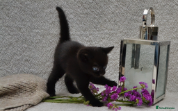 Mixed Breed cats for sale: Beatiful Maine-Coone/Bombay Kittens - Image 14