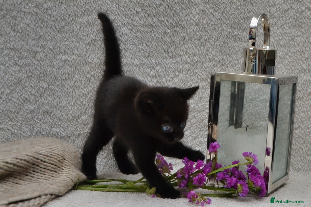 Mixed Breed cats for sale: Beatiful Maine-Coone/Bombay Kittens - Image 14