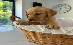 Labrador Retriever dogs for sale: Gorgeous Chunk Labrador Retriever Puppies - Image 4