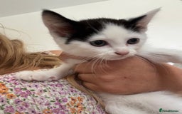 Mixed Breed cats for sale: Ready for new home  - Image 5