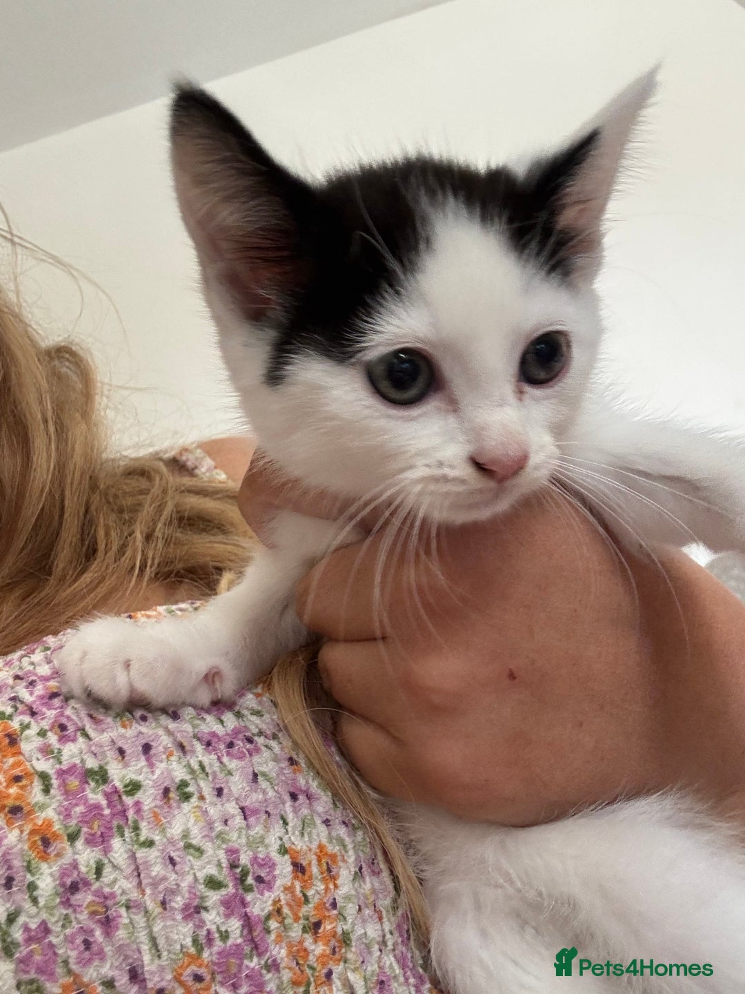 Mixed Breed cats for sale: Ready for new home  - Image 5