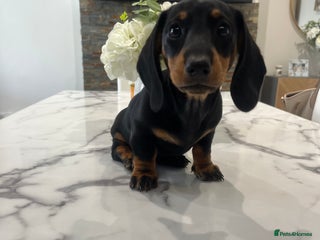 Miniature Dachshund dogs - Advert 16
