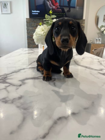 Miniature Dachshund dogs - Advert 3
