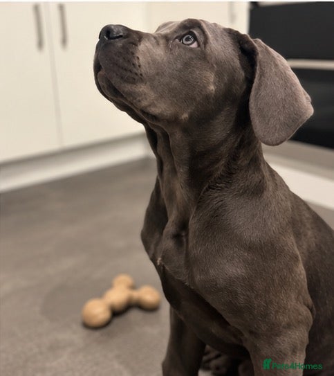 Cane Corso dogs Cane Corso Puppies | Blue & Formentino Girls - Advert 4