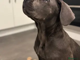 Cane Corso dogs Cane Corso Puppies | Blue & Formentino Girls - Advert 4