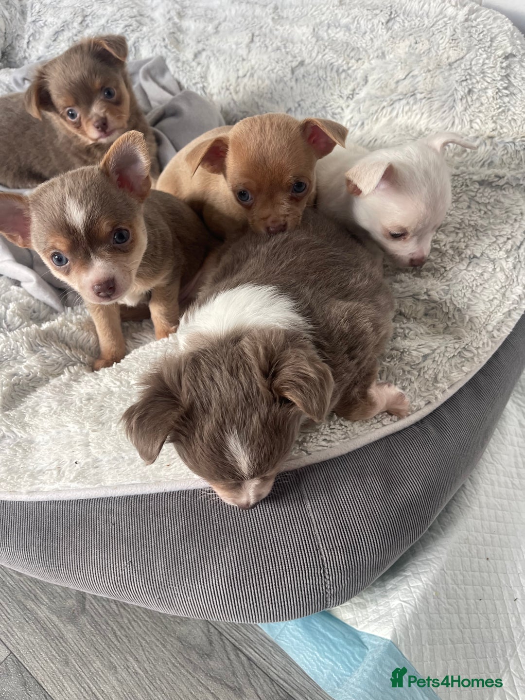 Chihuahua dogs for stud: Proven stud Dog - Advert 4