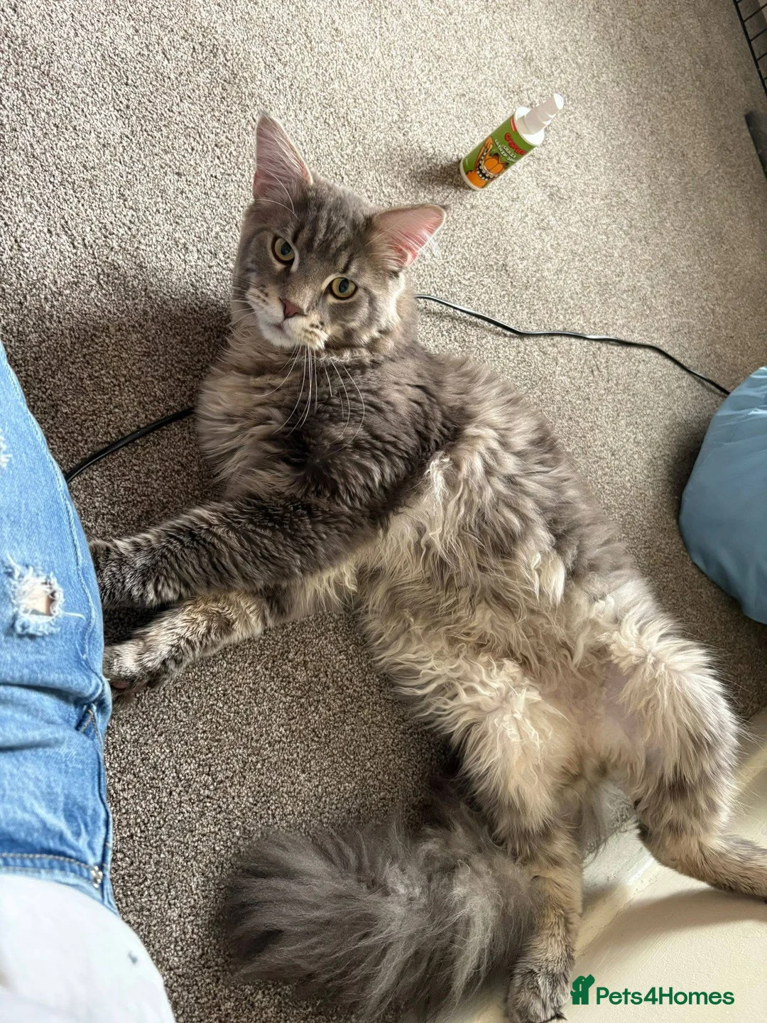 Maine Coon cats for stud: Proven XL Silver tabby Maine coon stud  in Atherstone - Advert 5