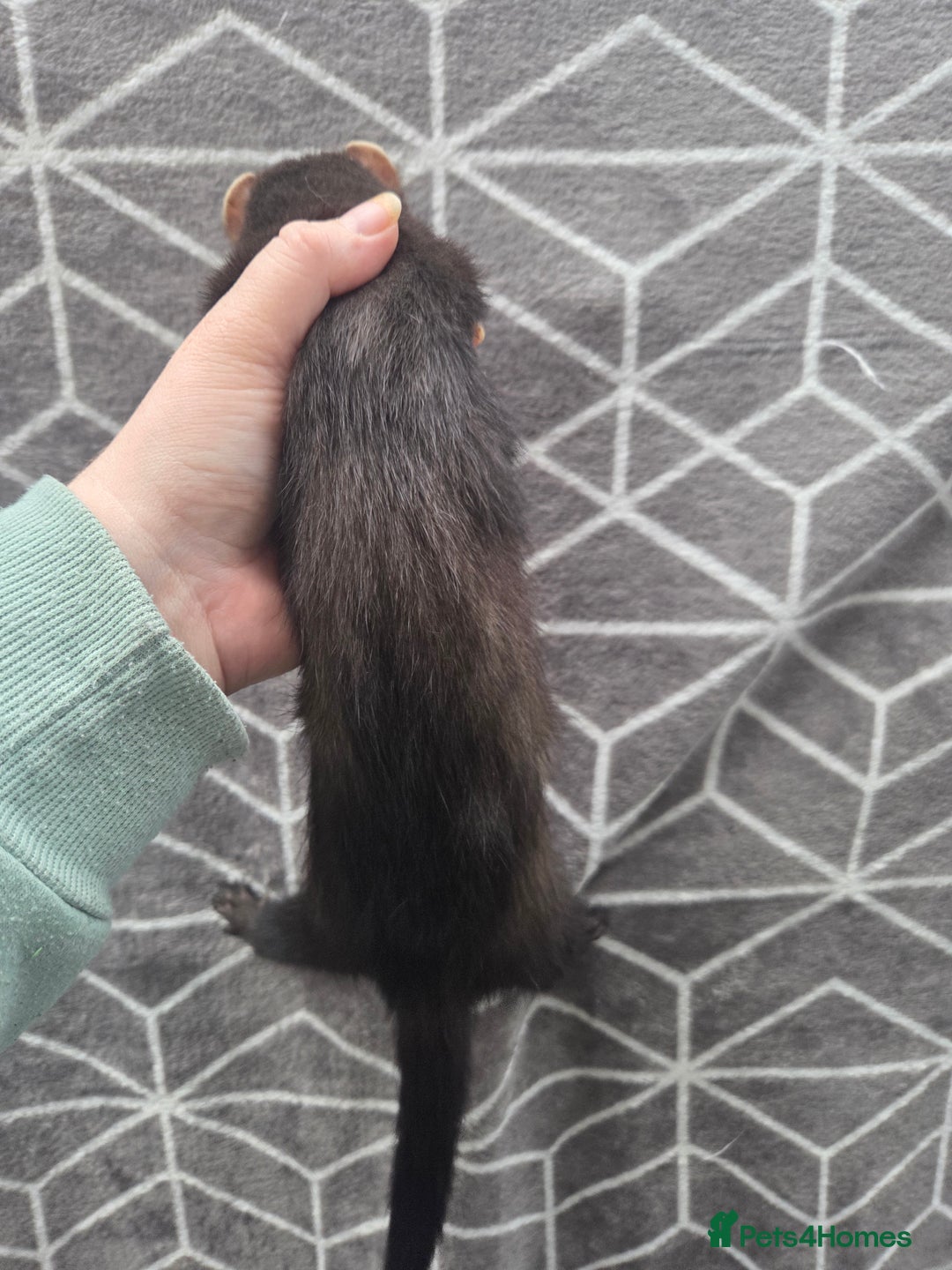 Ferret rodents for sale: 4 stunning ferrets looking for new homes - Advert 12