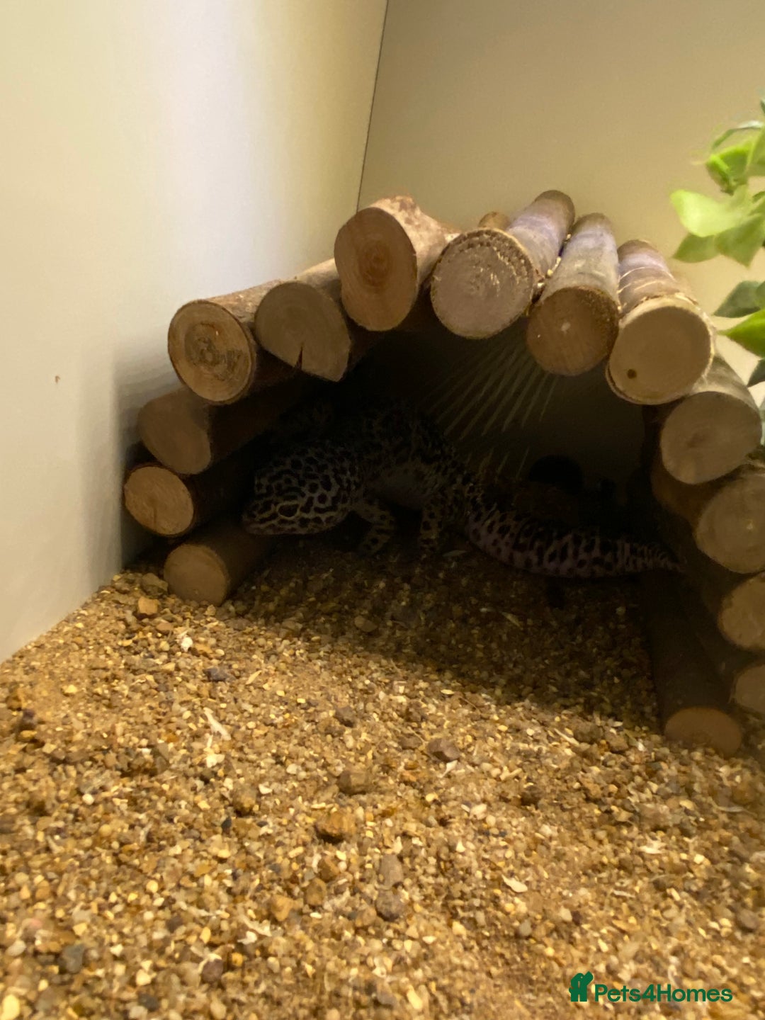 Leopard Gecko reptiles for sale: leopard gecko with enclosure  - Advert 11