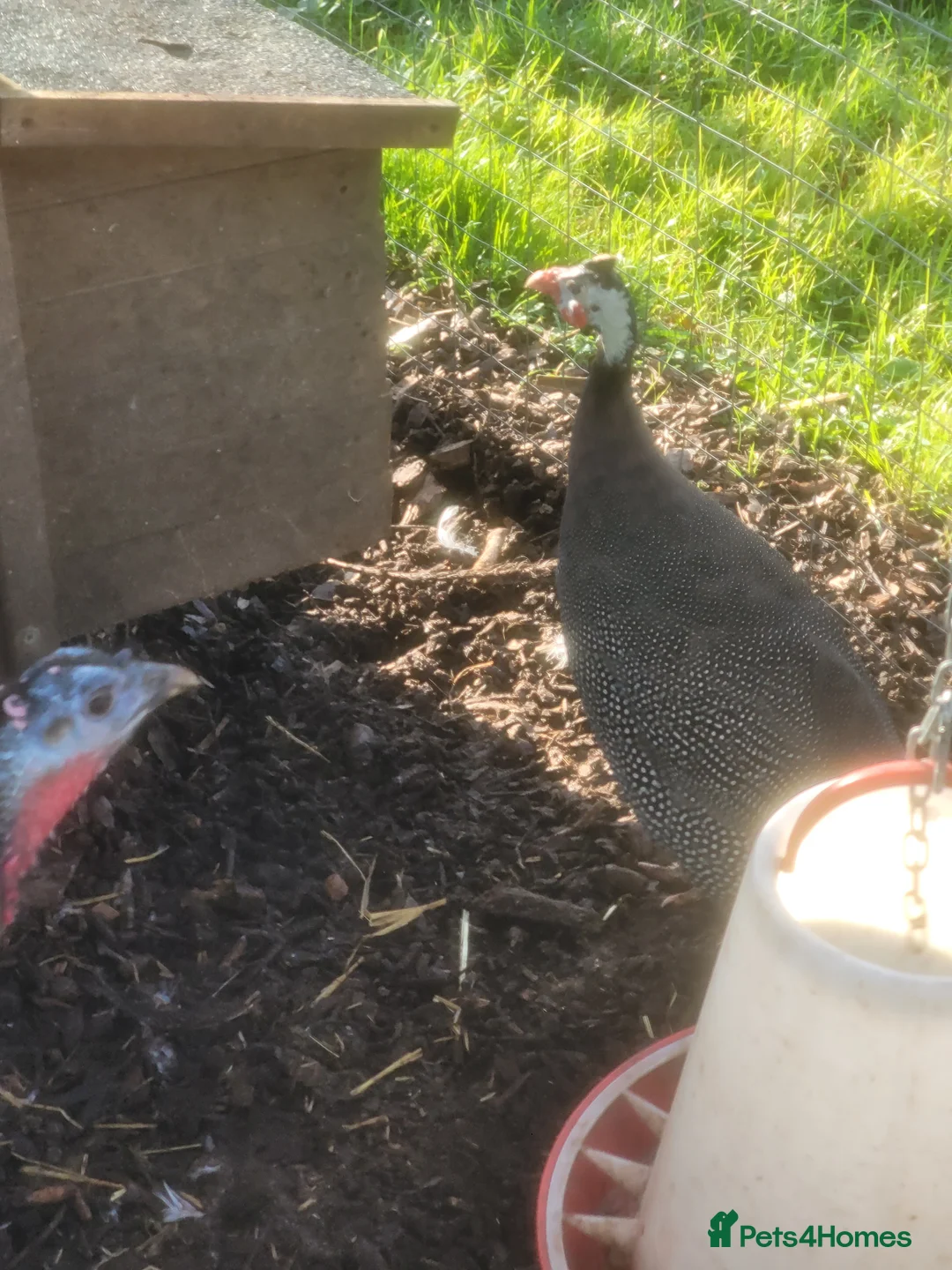 Mixed Breed birds for sale: Guinea fowl hen for sale - Advert 3