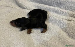 Dachshund dogs for sale: Dachshund Puppies - Image 18