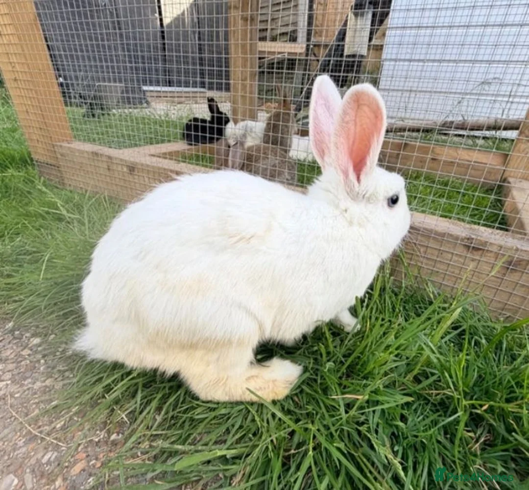 Netherland Dwarf rabbits for sale: New Zealand pair for 40 - Advert 3