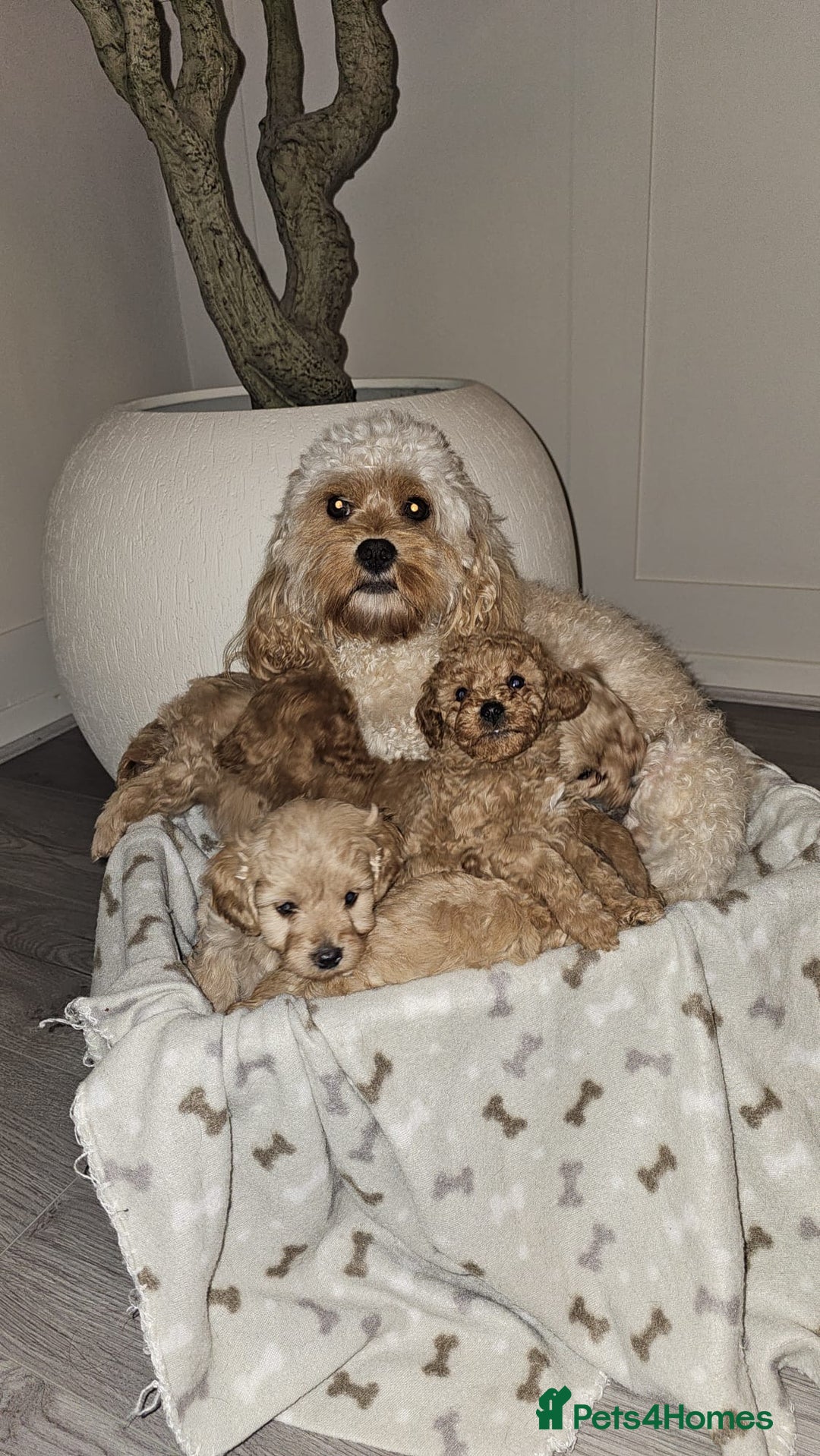 Cavapoo dogs for sale: F1B Cavapoo puppies  - Advert 5