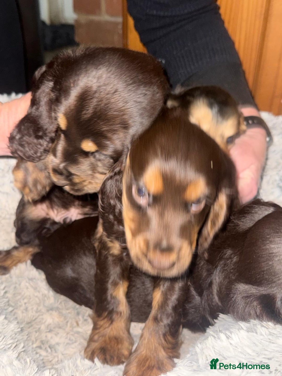 Cocker Spaniel dogs for sale: KC Registered Show Type Cocker Spaniels - Advert 19