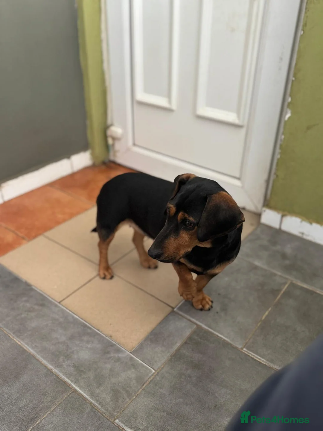 Mixed Breed dogs for adoption: SWEET Kitty Looking for LOVE - Advert 15