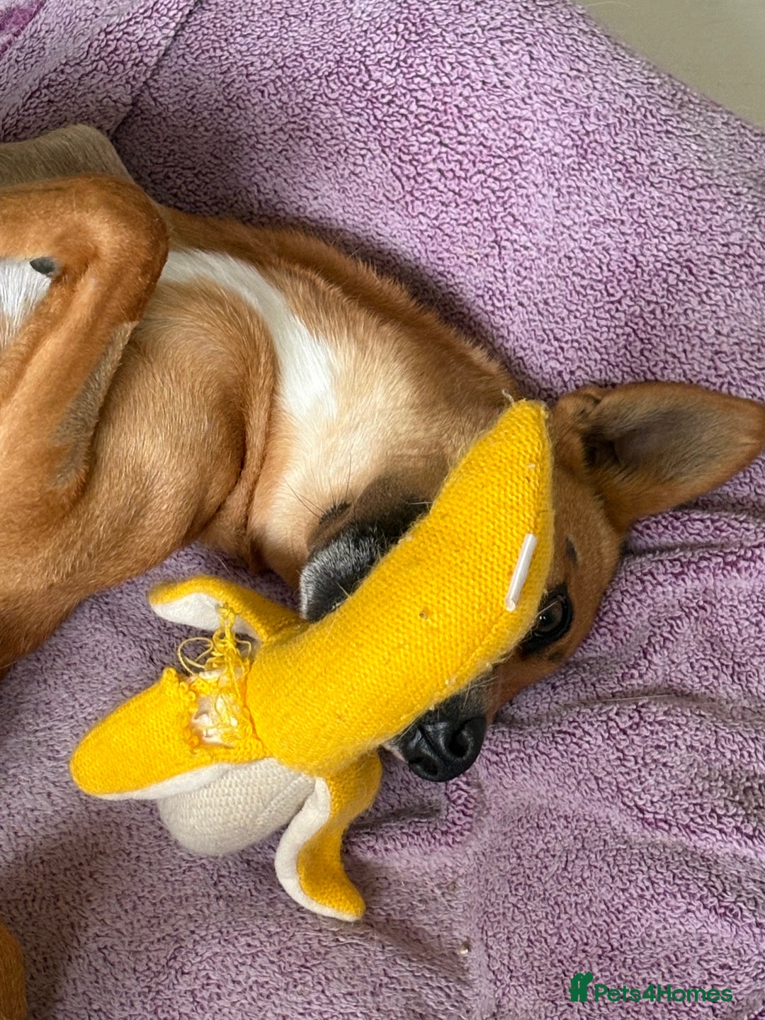 Mixed Breed dogs for sale: FREE DOG - Advert 5