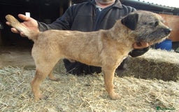 Border Terrier dogs for stud: kc proven border terriers slem clear for stud in Belper - Image 8