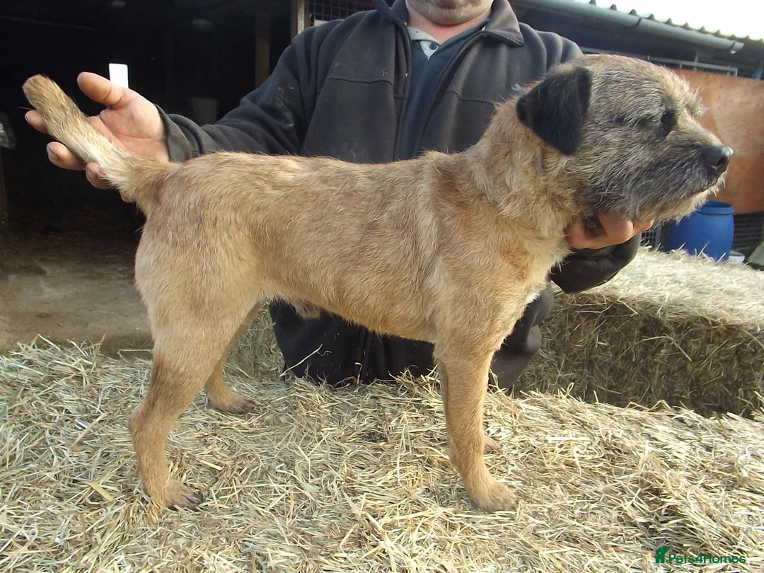 Border Terrier dogs for stud: kc proven border terriers slem clear for stud in Belper - Advert 8
