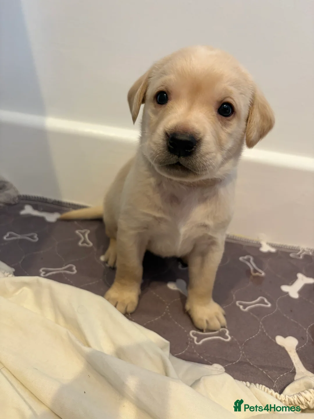 Labrador Retriever dogs for sale: Labrador Retriever Puppies 🐶  - Advert 19
