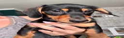 Miniature Dachshund dogs for sale: 1 handsome KC registered boy available  - Advert 3