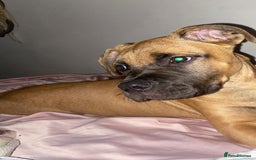 Presa Canario dogs for sale: Pressa canerio pup  - Image 3