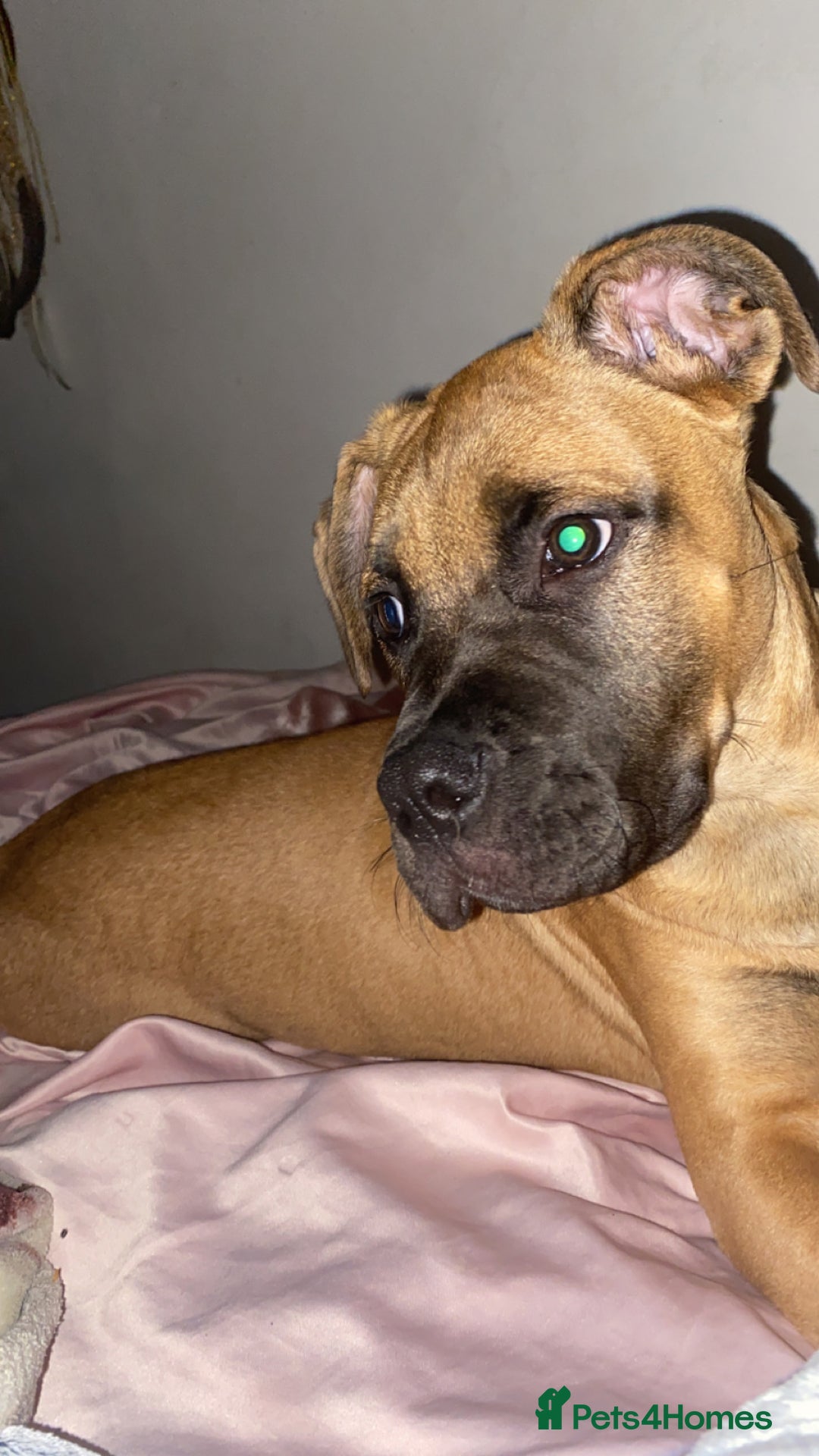 Presa Canario dogs for sale: Pressa canerio pup  - Image 3