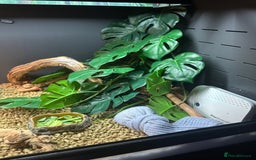 Bearded Dragon reptiles for sale: Red Bearded Dragon+Full working setup+Live food - Image 12