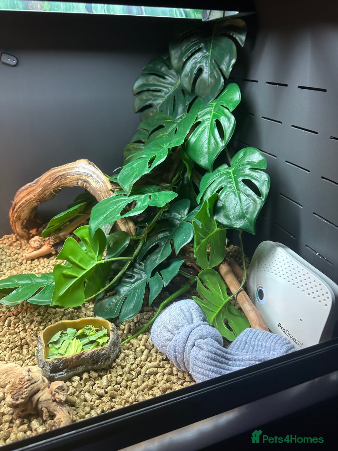 Bearded Dragon reptiles for sale: Red Bearded Dragon+Full working setup+Live food - Image 12