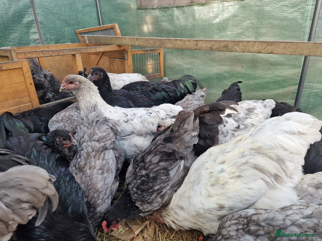 Chickens poultry for sale: Point of Lay hens Jersey Giants, Pekin & Olive egg - Image 7