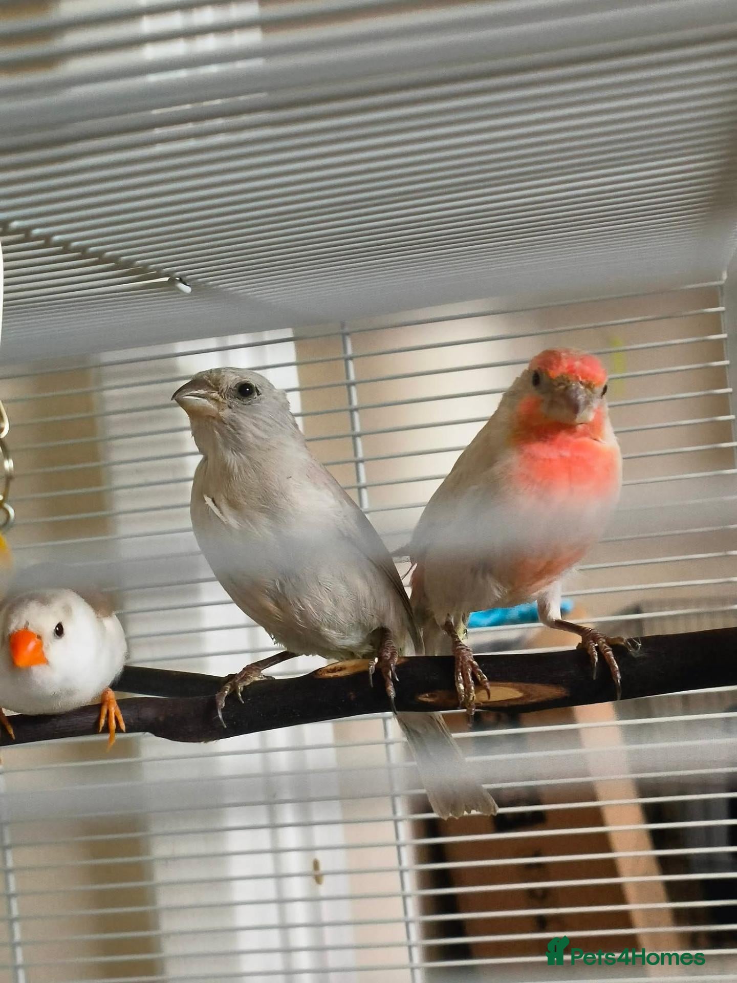 Finches birds Pair of red opal Mexican house finches  - Advert 14