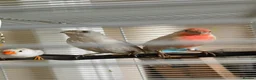 Finches birds for sale: Pair of red opal Mexican house finches  - Advert 1