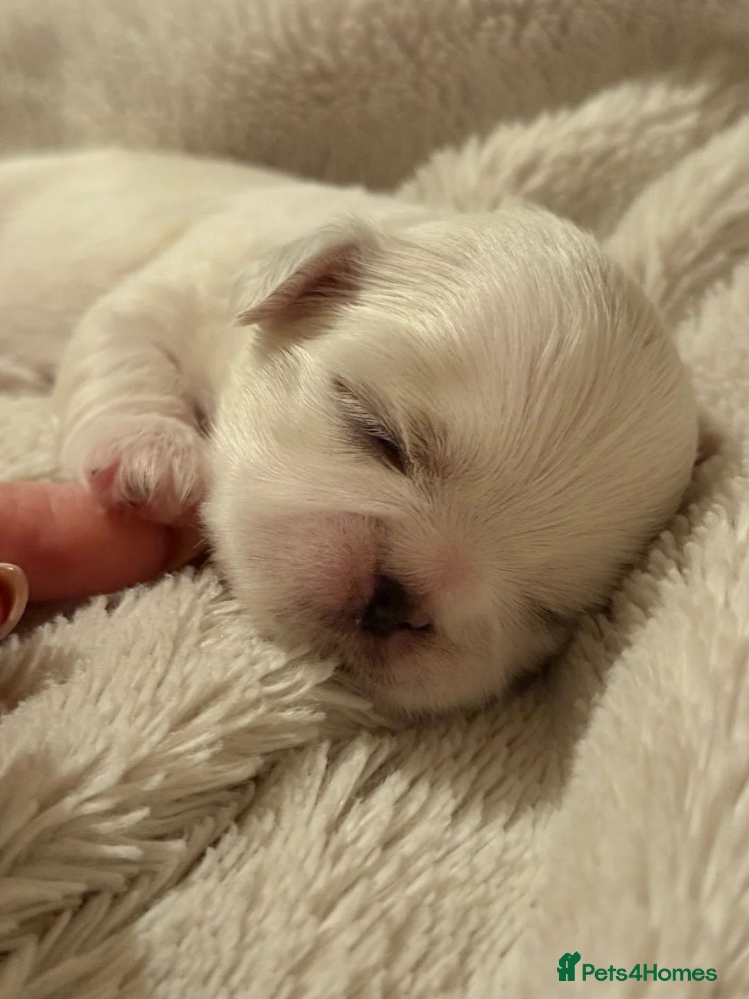 Shih Tzu dogs for sale: Shih tzu  - Advert 17