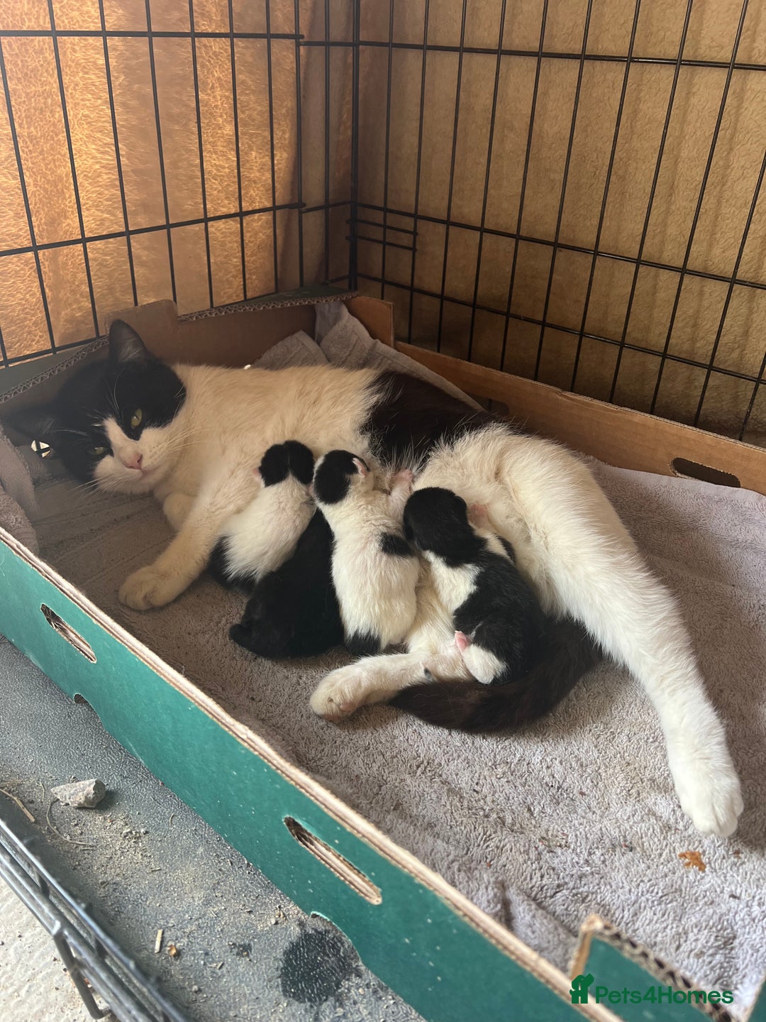Domestic Shorthair cats for sale: 3 black and white farm kittens - Image 7