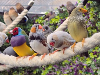 Mixed Breed birds Outdoor Aviary Birds - Finches & Canaries - Advert 2