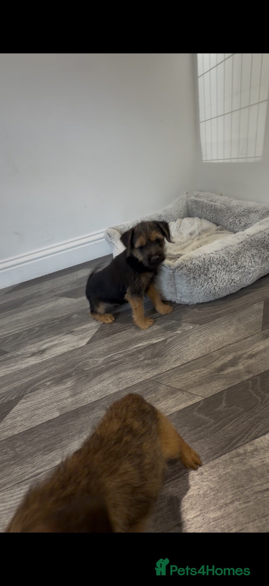 Border Terrier dogs Border terrier - Advert 2