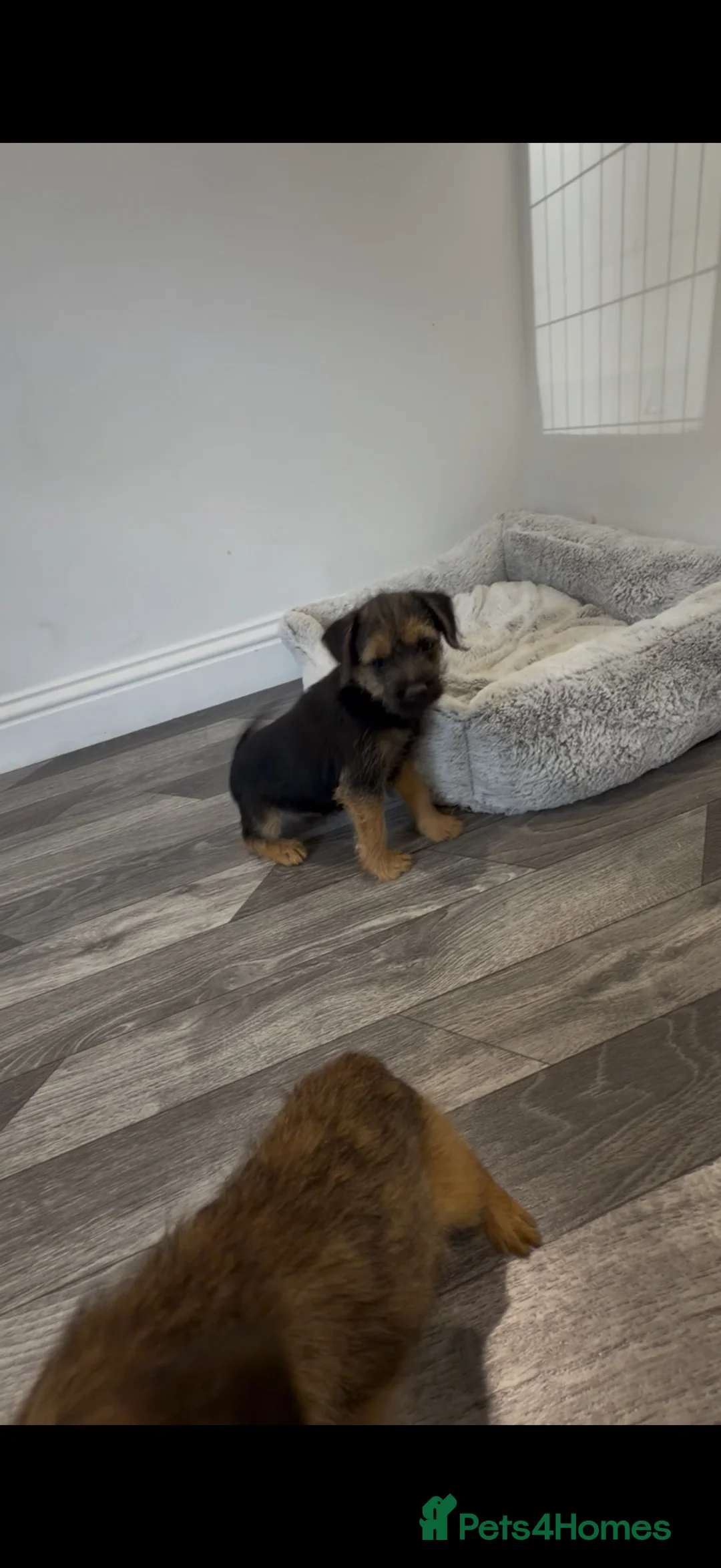 Border Terrier dogs for sale: Border terrier - Advert 2