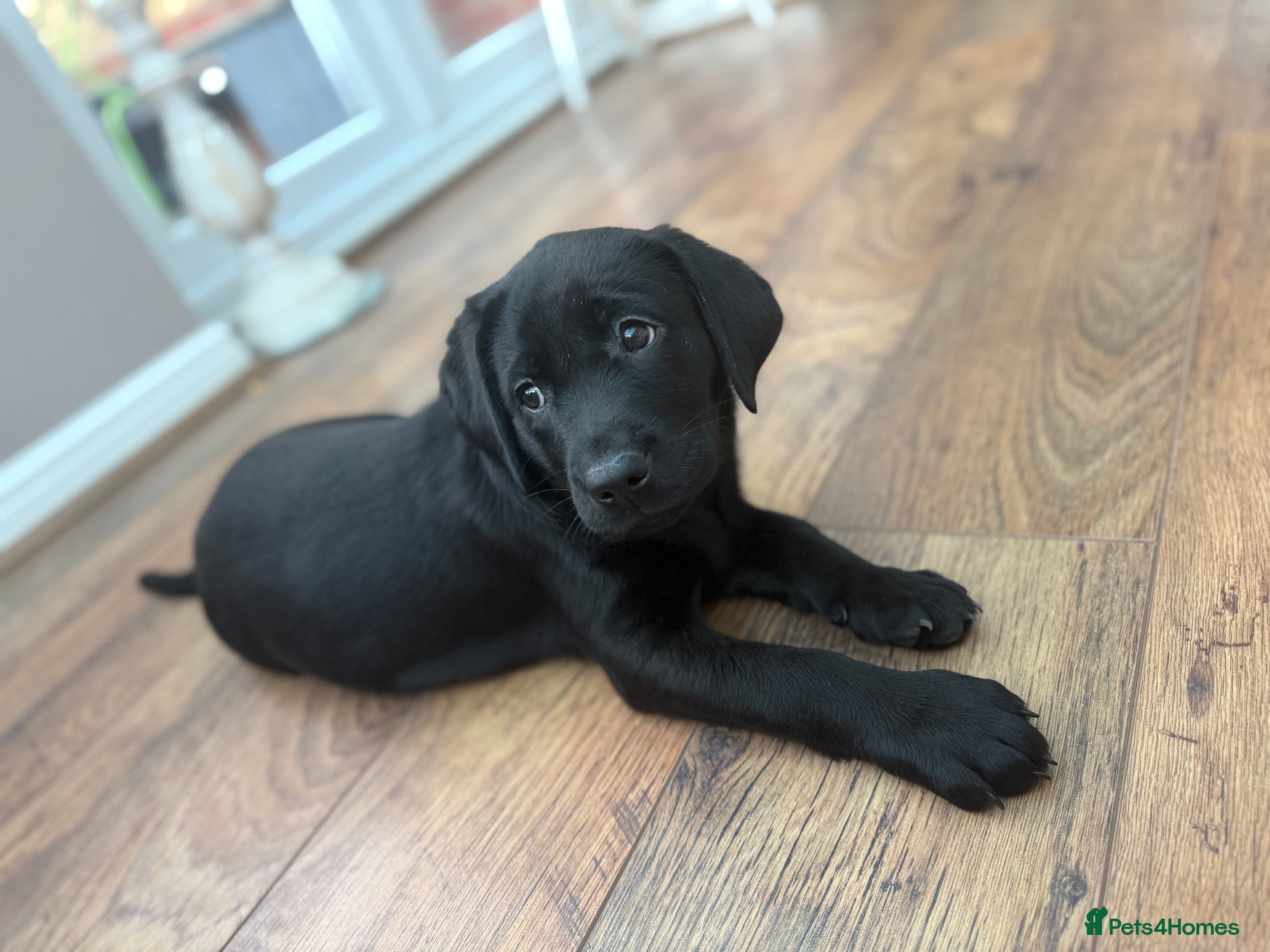 Labrador Retriever dogs KC registered Labradors - Advert 1