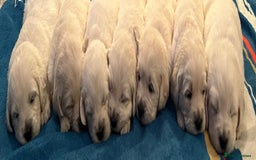 Golden Retriever dogs for sale: Chunky, cream pups - Image 20