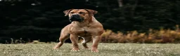 Boerboel dogs for sale: Stunning litter arrived- waitlist open - Advert 20