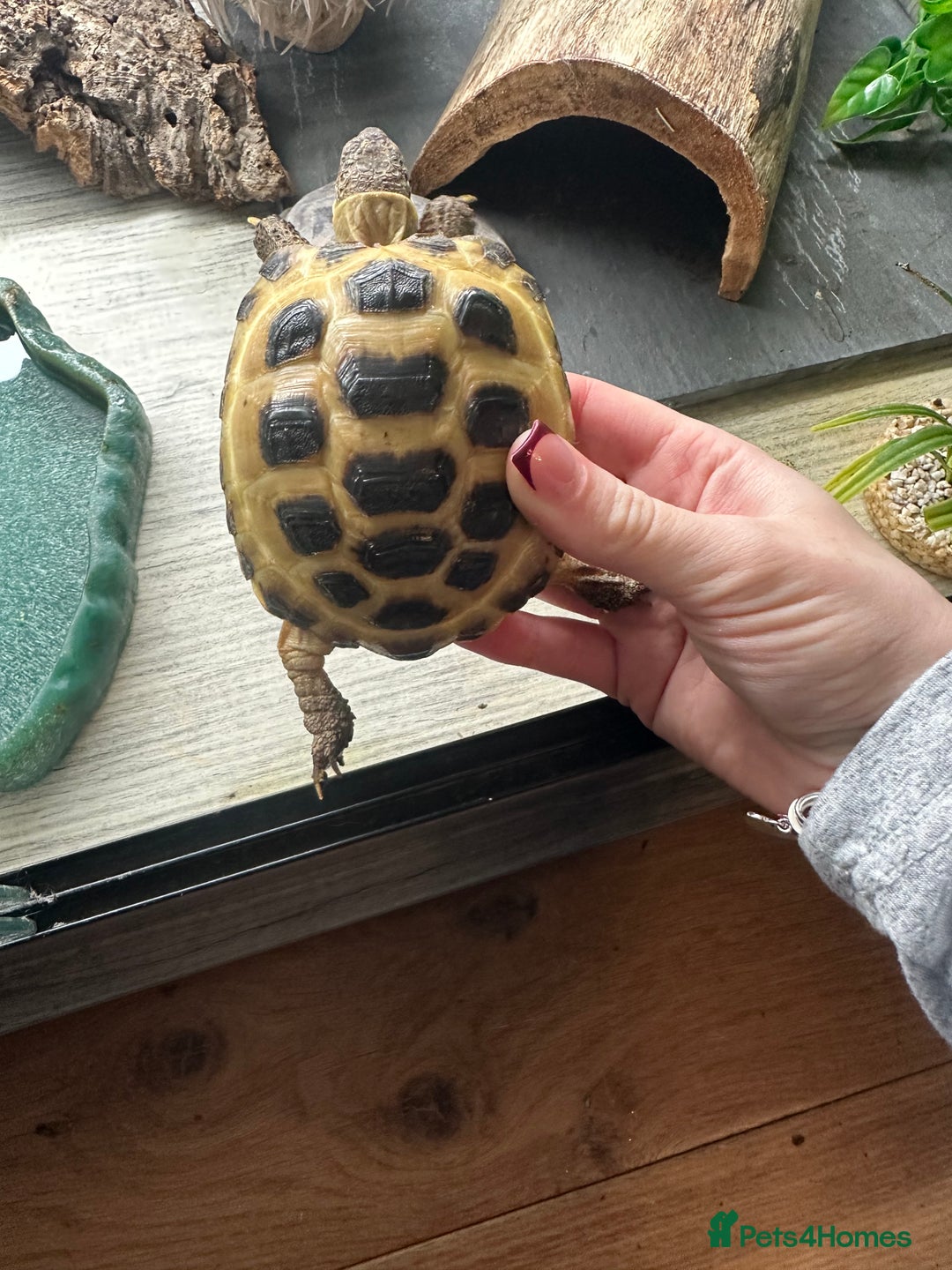 Tortoise reptiles for sale: 5 year old horsfield tortoise and full set up  - Advert 9
